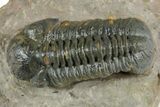 Prone Reedops Trilobite - Atchana, Morocco #351917-2
